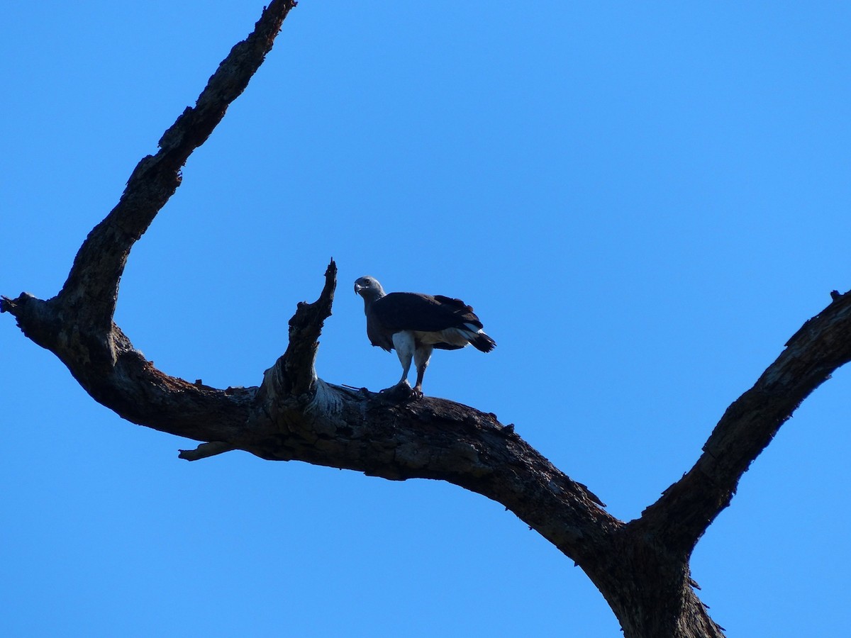 Gray-headed Fish-Eagle - ML52394251