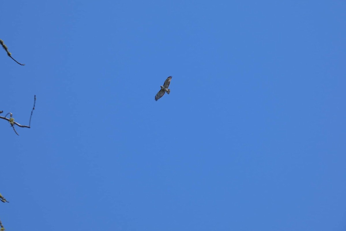 Red-tailed Hawk - ML523942581