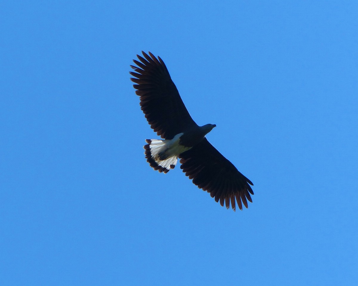 Gray-headed Fish-Eagle - ML52394271