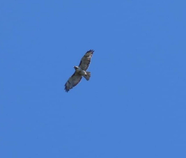 Red-tailed Hawk - ML523942741