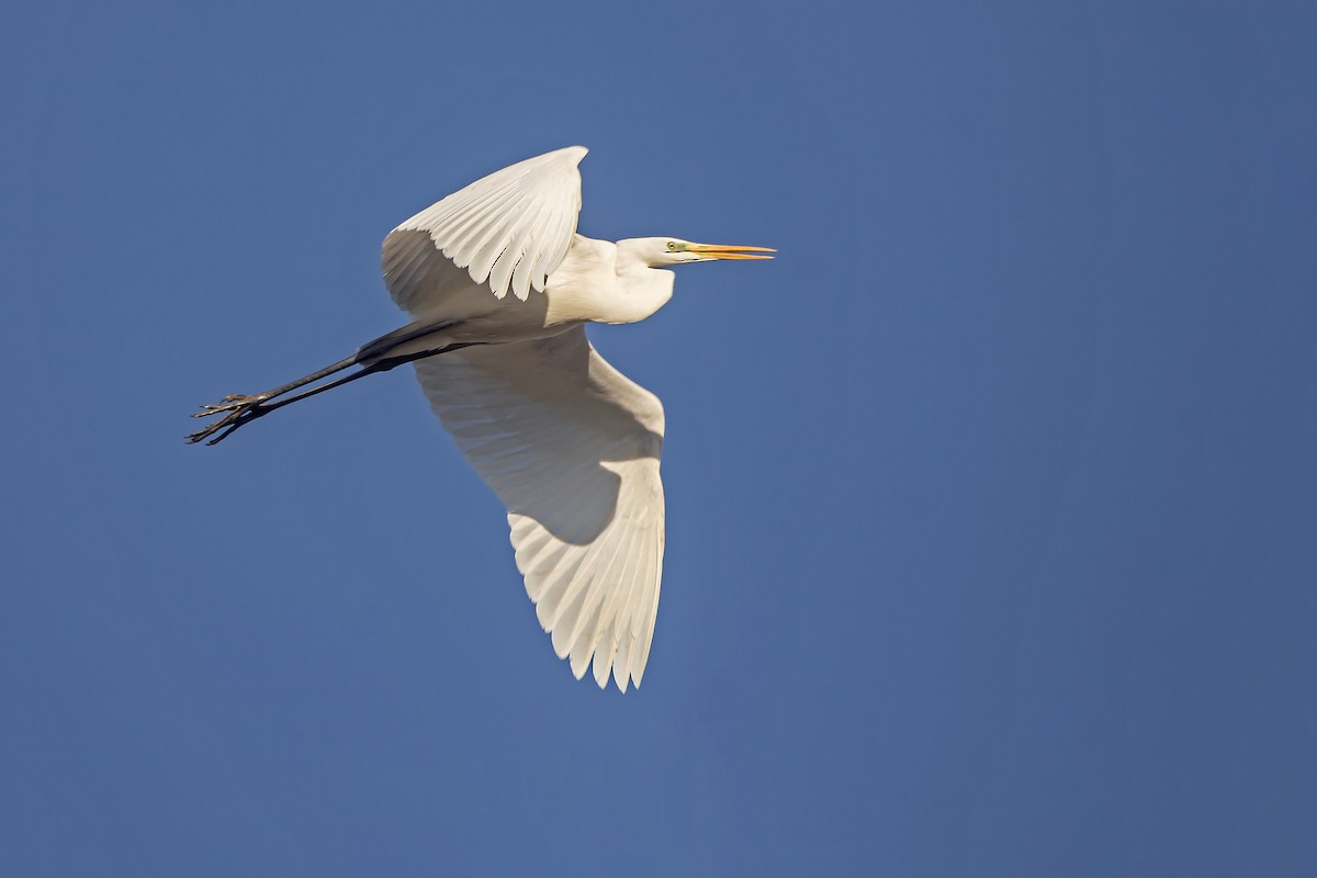 Great Egret - ML523942841
