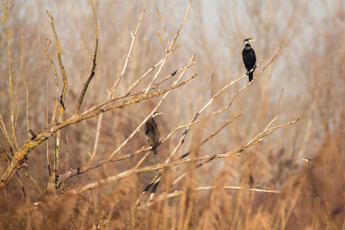 Great Cormorant - ML523943041