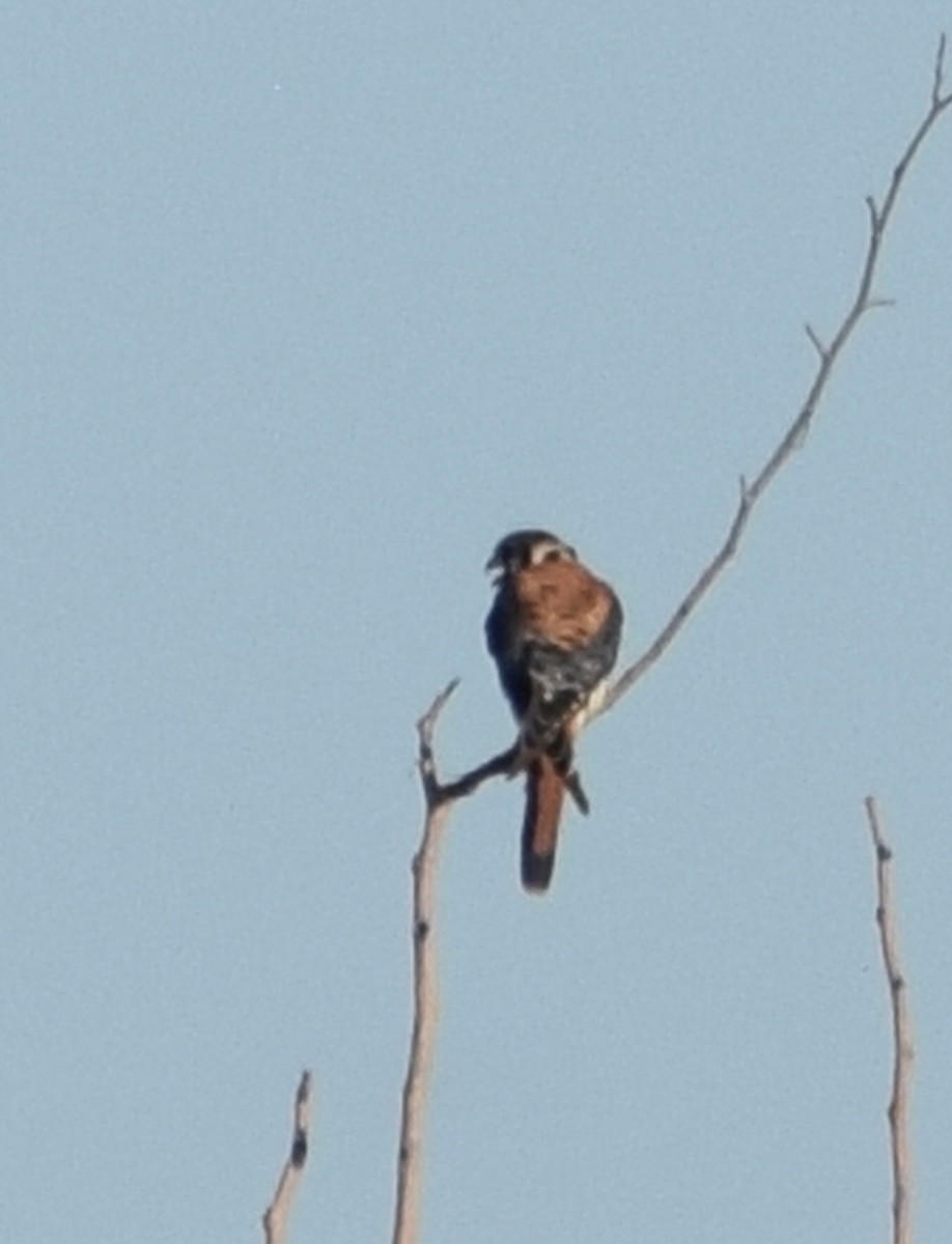 American Kestrel - Richard Buist