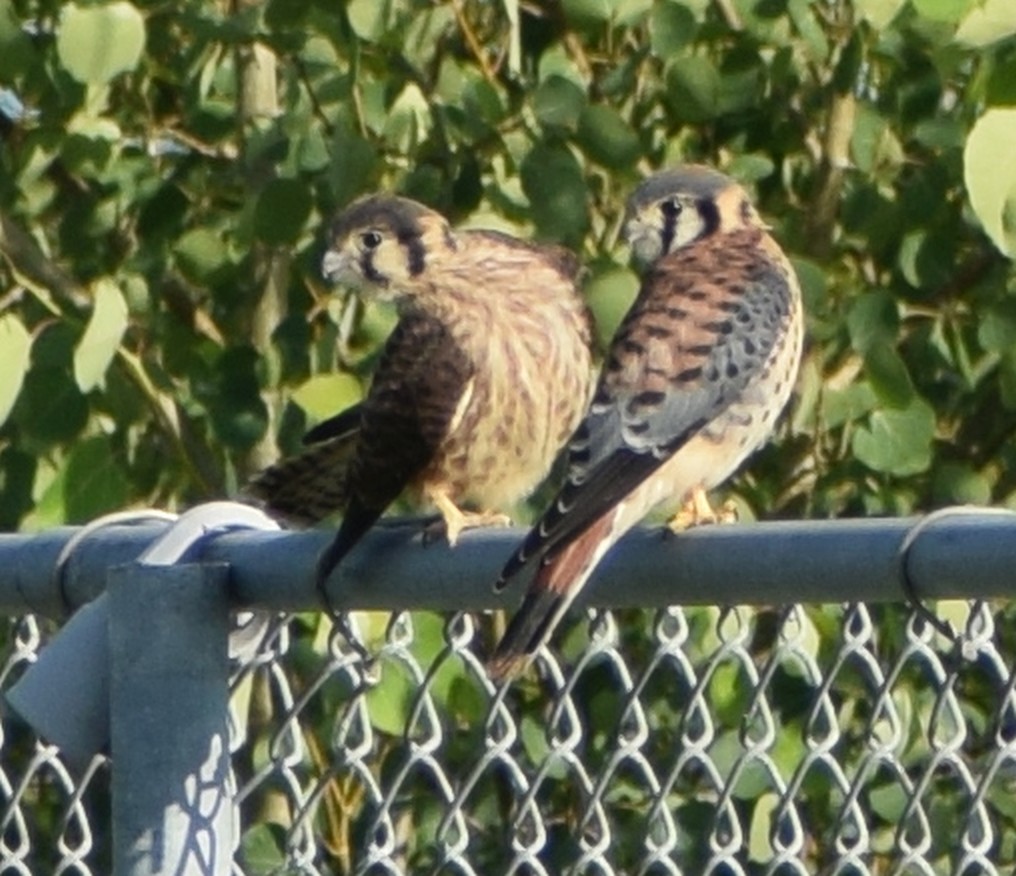 American Kestrel - ML523943511