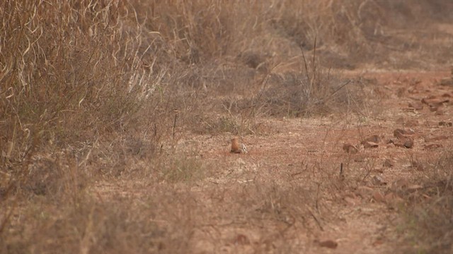 Eurasian Hoopoe - ML523943541