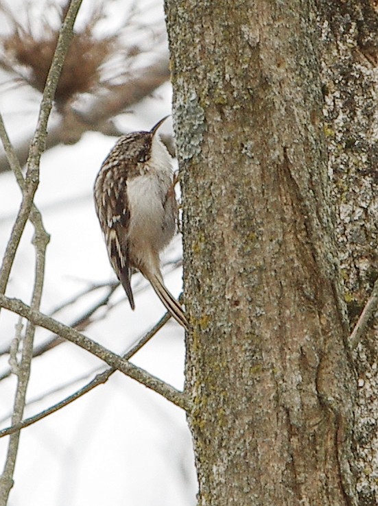 Brown Creeper - ML523944491