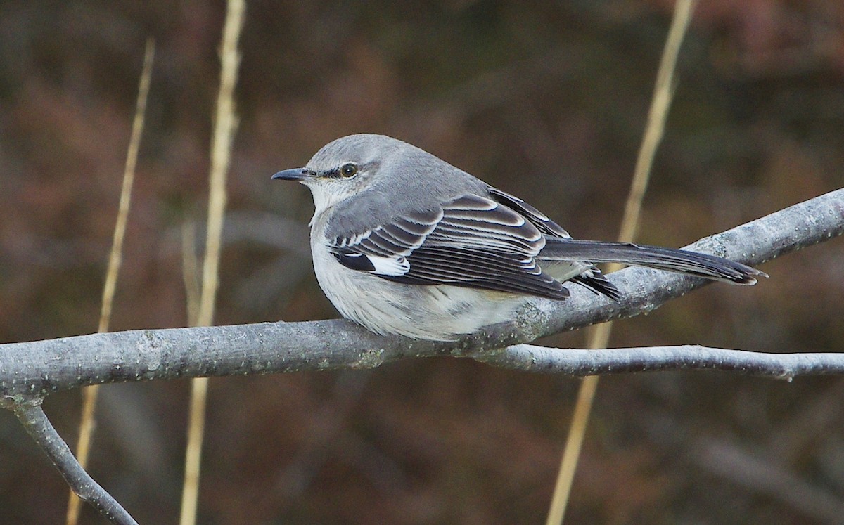 Northern Mockingbird - ML523944561