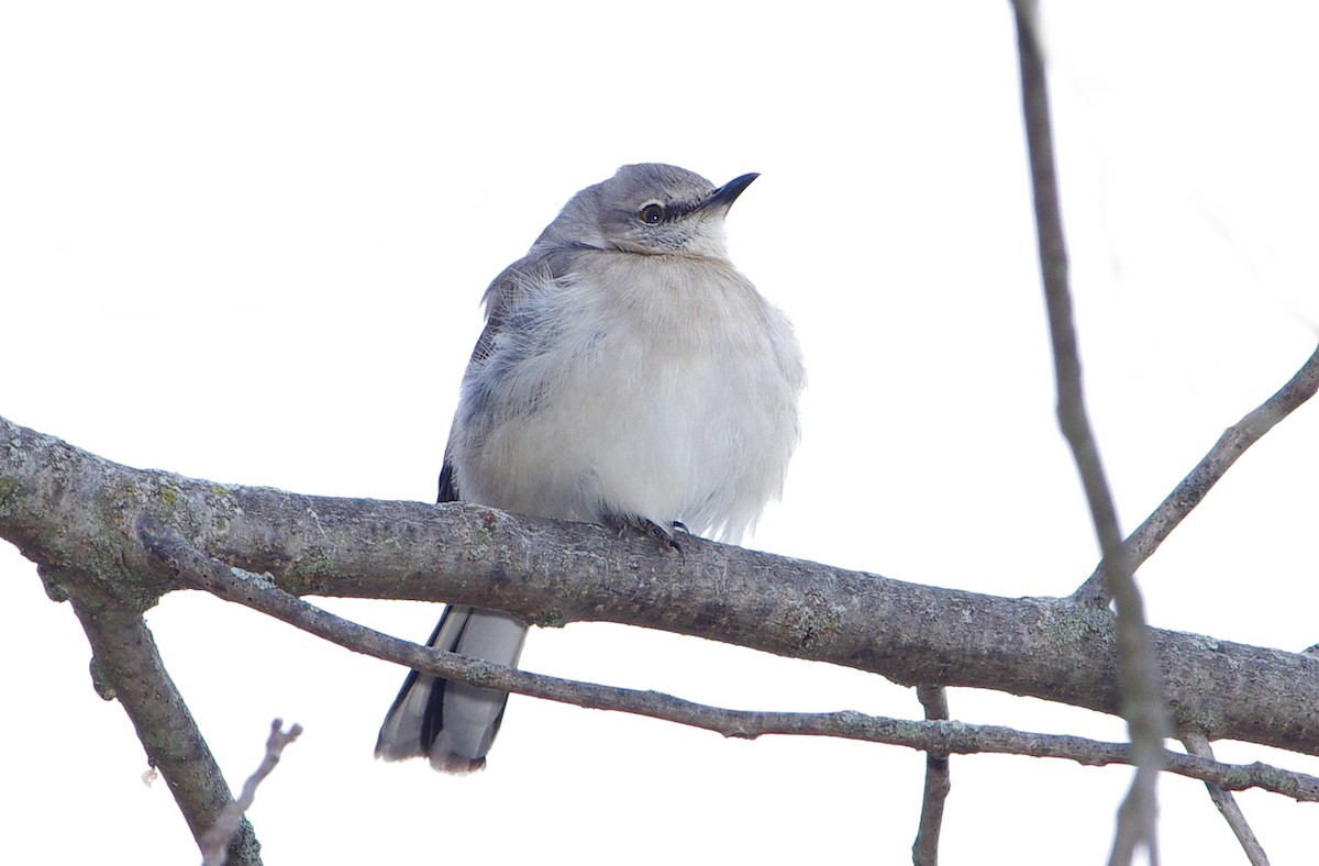 Northern Mockingbird - ML523944651