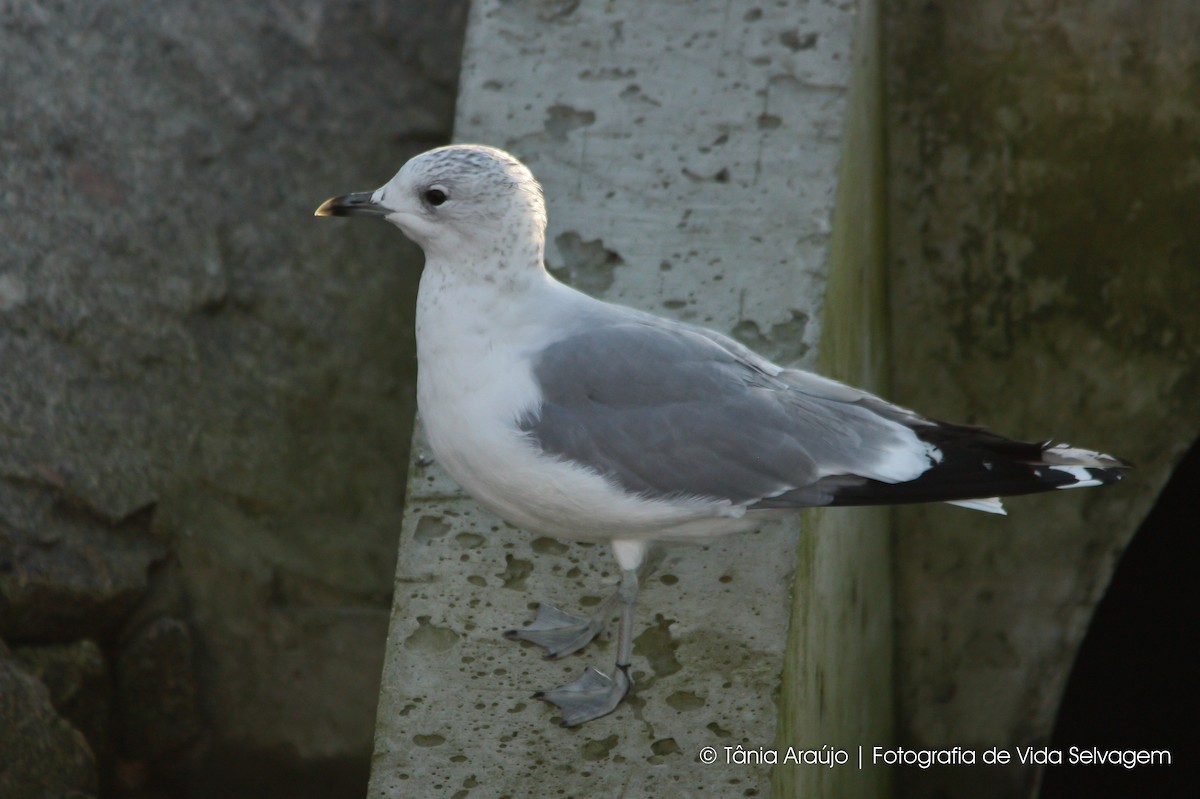 Common Gull - ML52394521