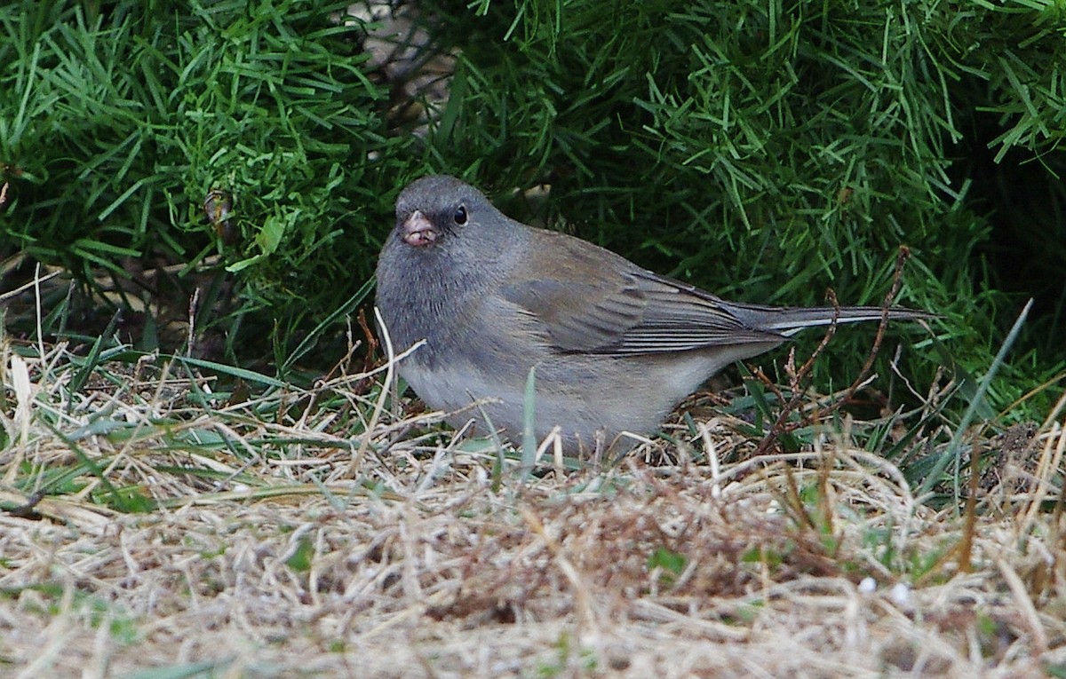 Dark-eyed Junco - ML523945241