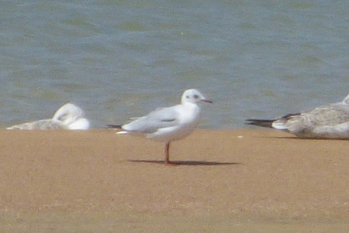 Mouette rieuse - ML52394531