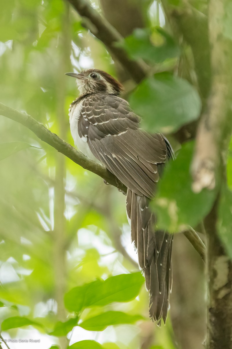 Pheasant Cuckoo - ML523945491