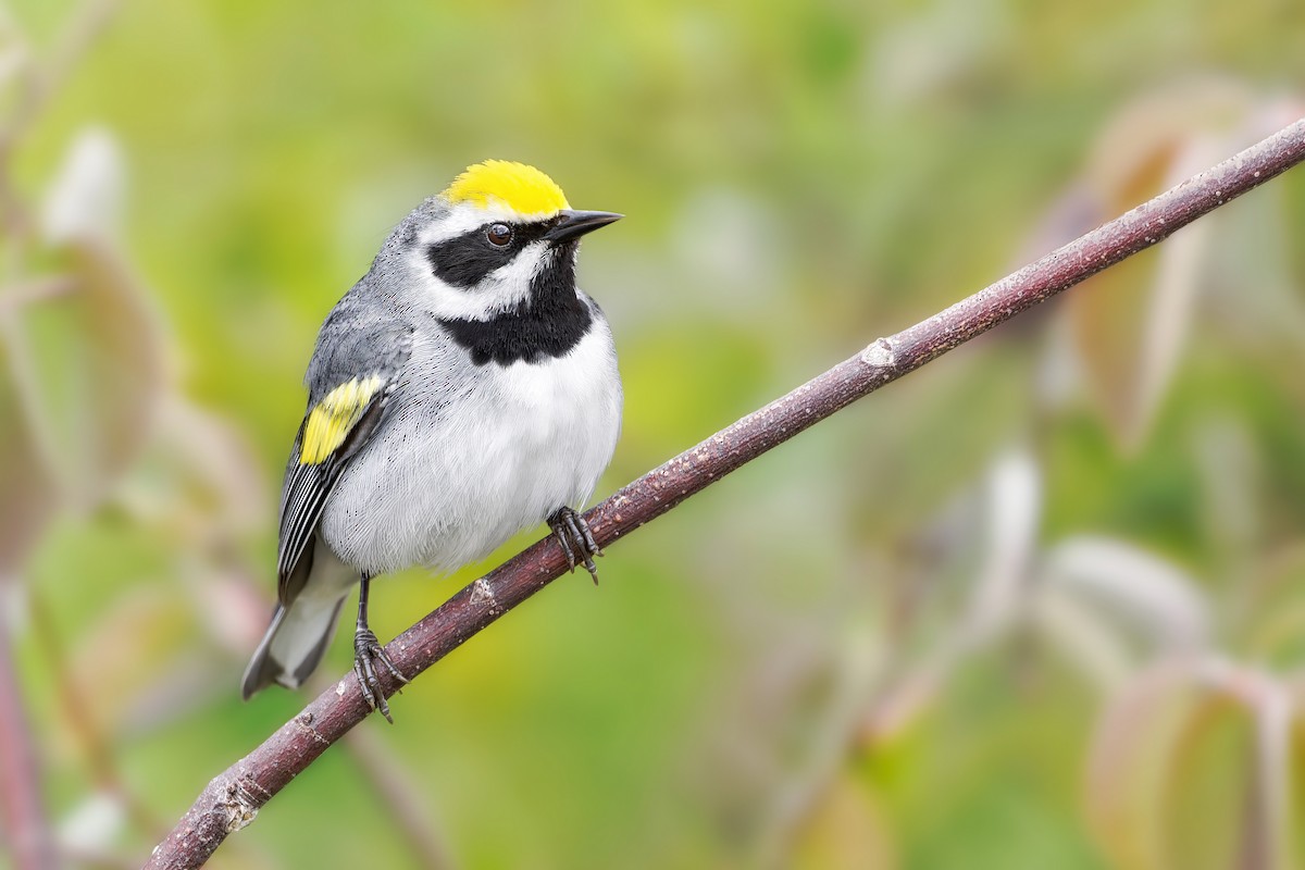 Golden-winged Warbler - ML523945521