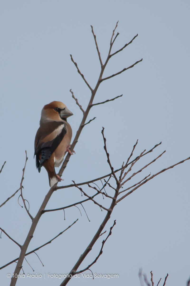 Hawfinch - ML52394601