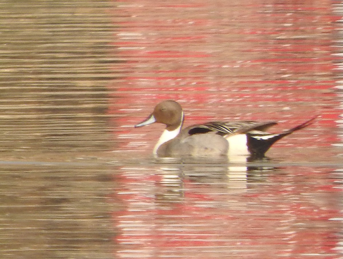 Northern Pintail - ML52394681