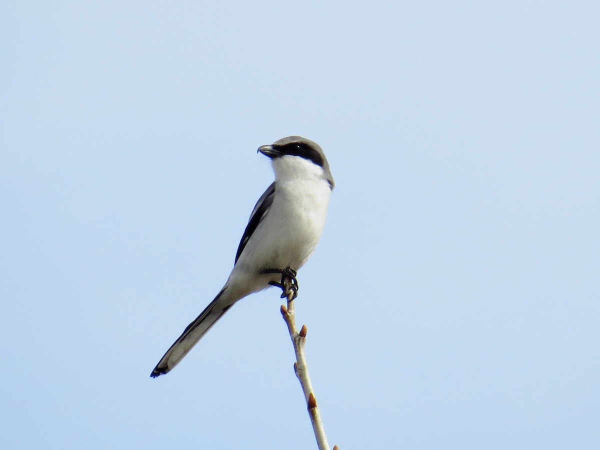 Loggerhead Shrike - ML52394751