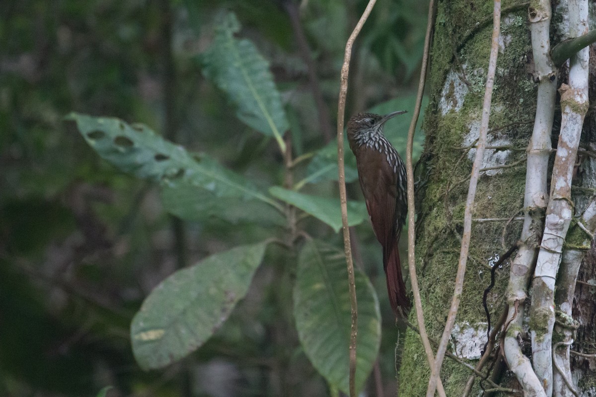 Montane Woodcreeper - ML523948571