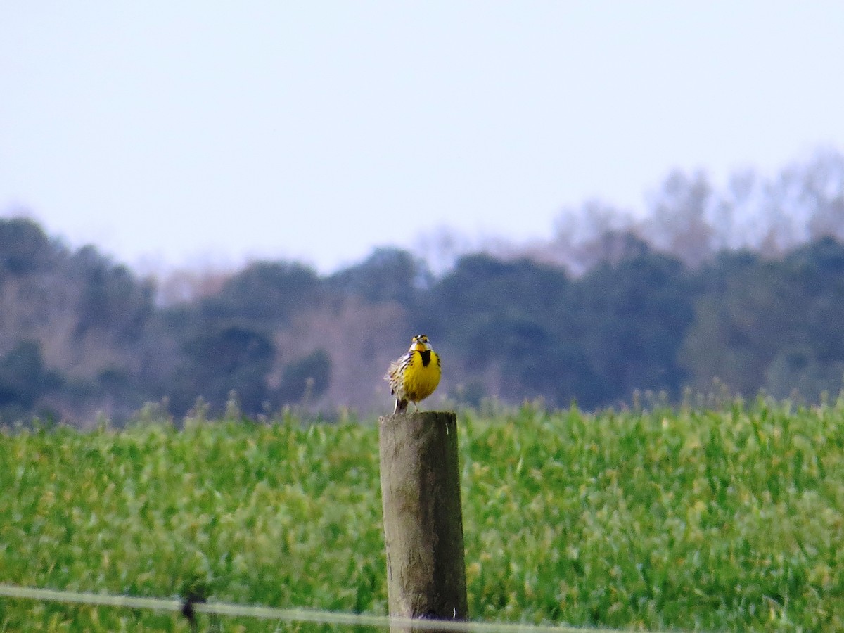 Eastern Meadowlark - ML52394951
