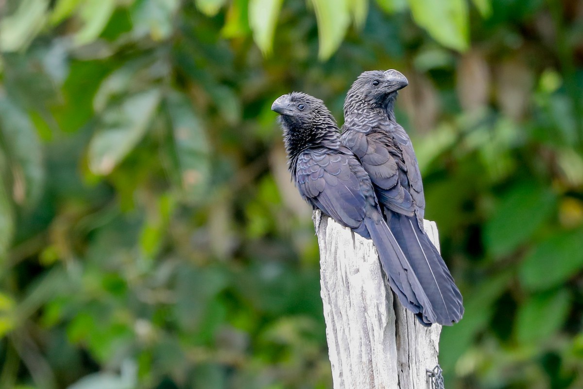 Smooth-billed Ani - ML523949771