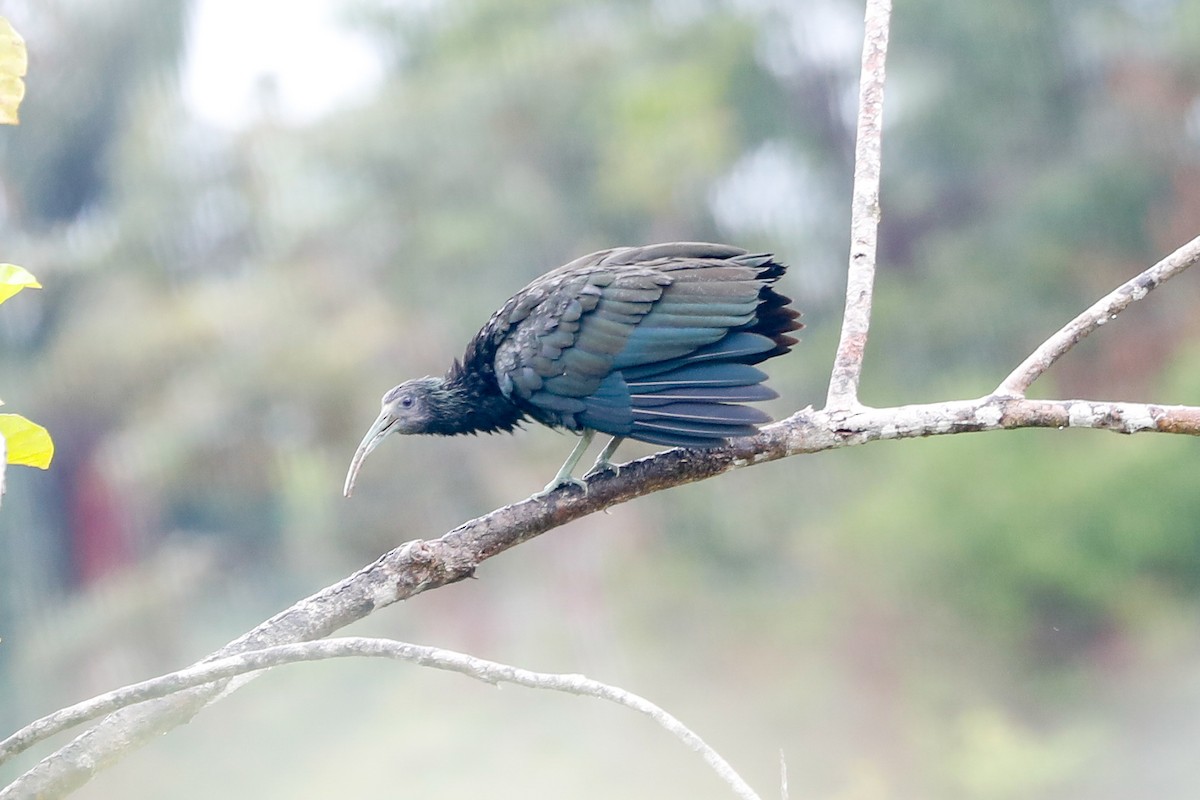 Green Ibis - ML523949821