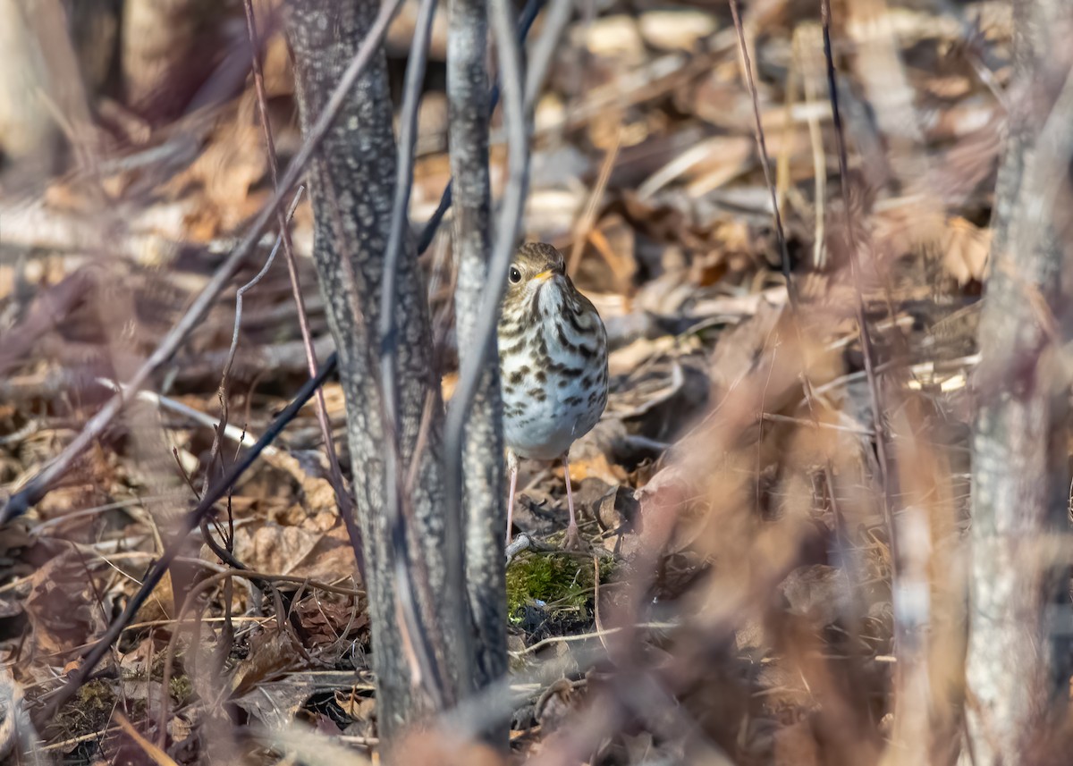 Hermit Thrush - ML523950241