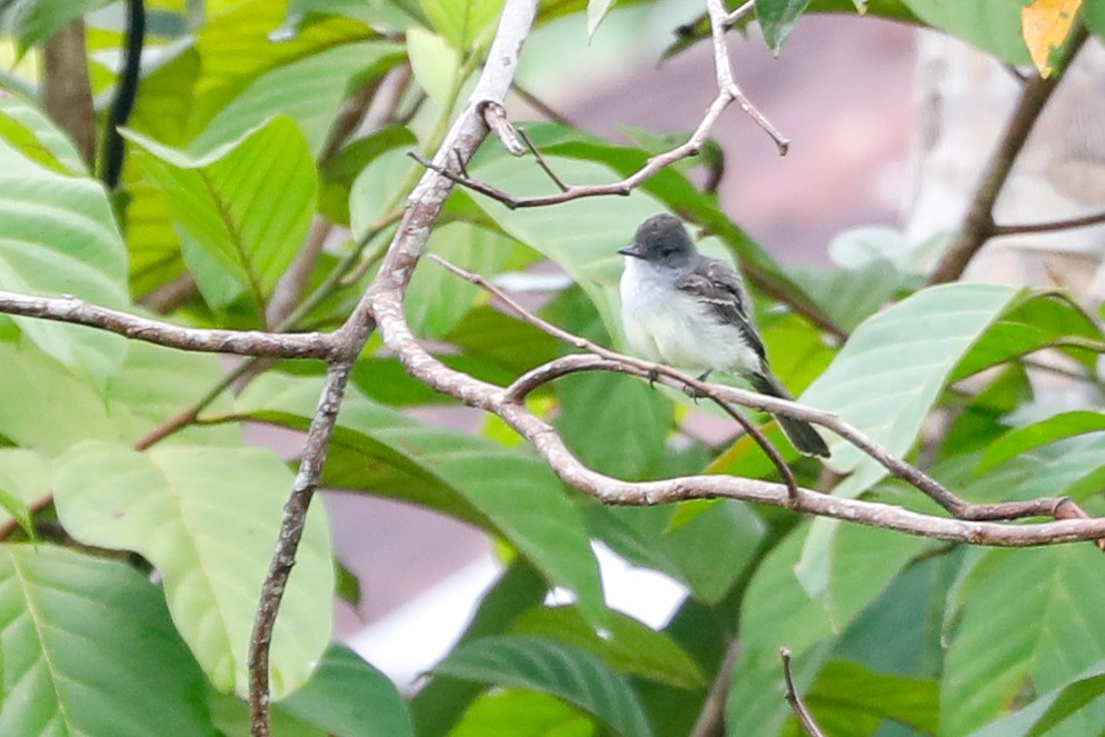 Short-crested Flycatcher - ML523950271