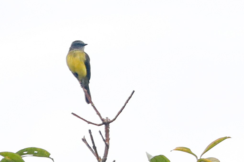 Dusky-chested Flycatcher - ML523950311