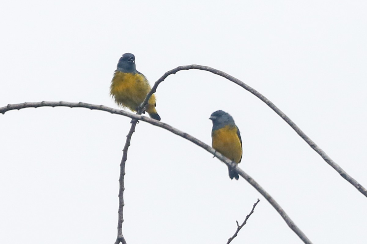 Plumbeous Euphonia - ML523950421