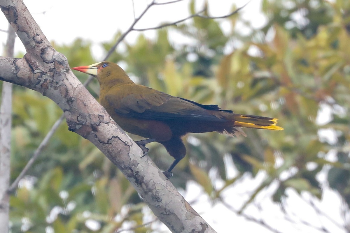 Green Oropendola - ML523950551