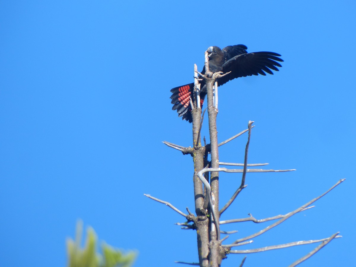 Glossy Black-Cockatoo - ML523950941