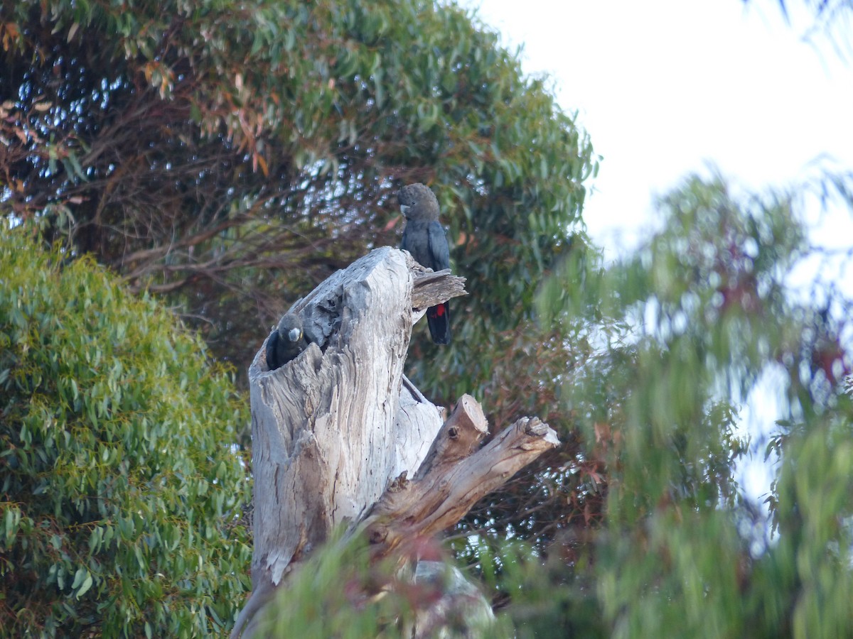 Glossy Black-Cockatoo - ML523952511