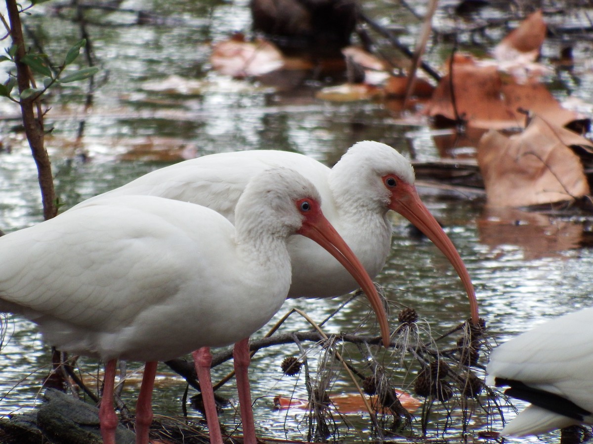 Ibis blanc - ML52395281