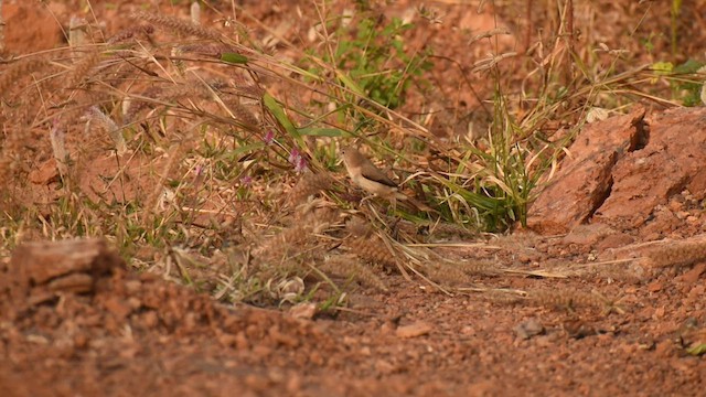 Indian Silverbill - ML523953501