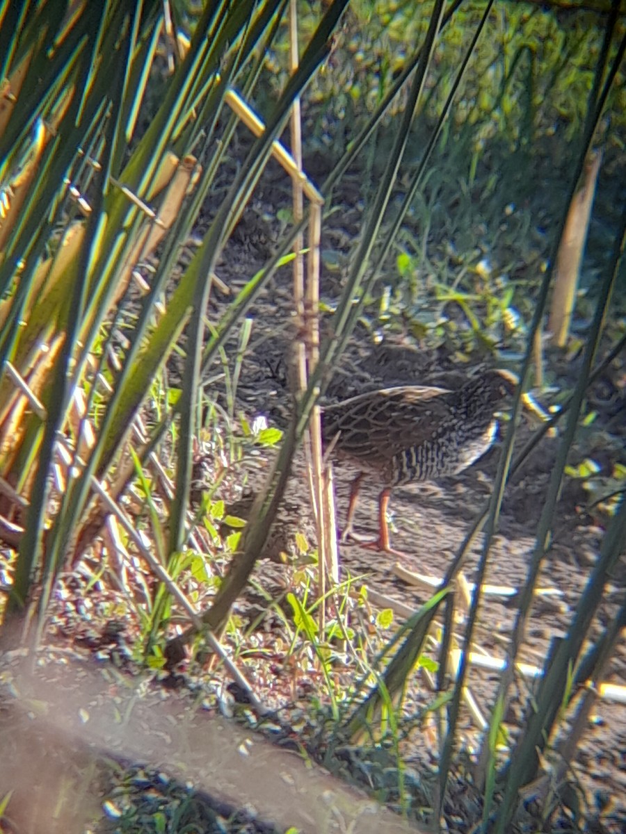 Spotted Rail - ML523953901