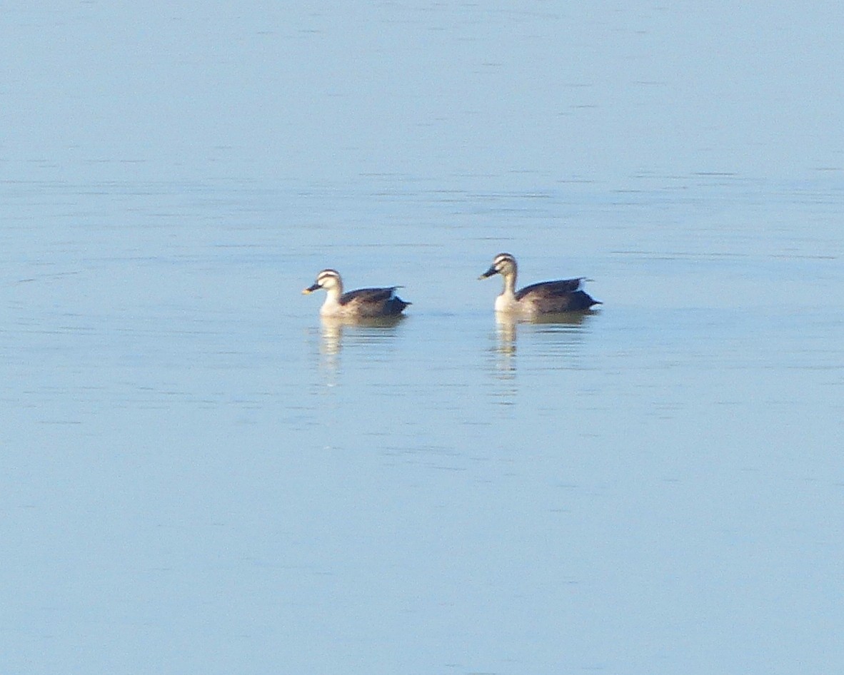 Eastern Spot-billed Duck - ML52395421