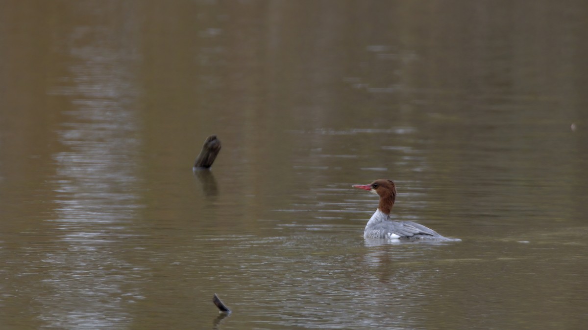 Common Merganser - ML523954521