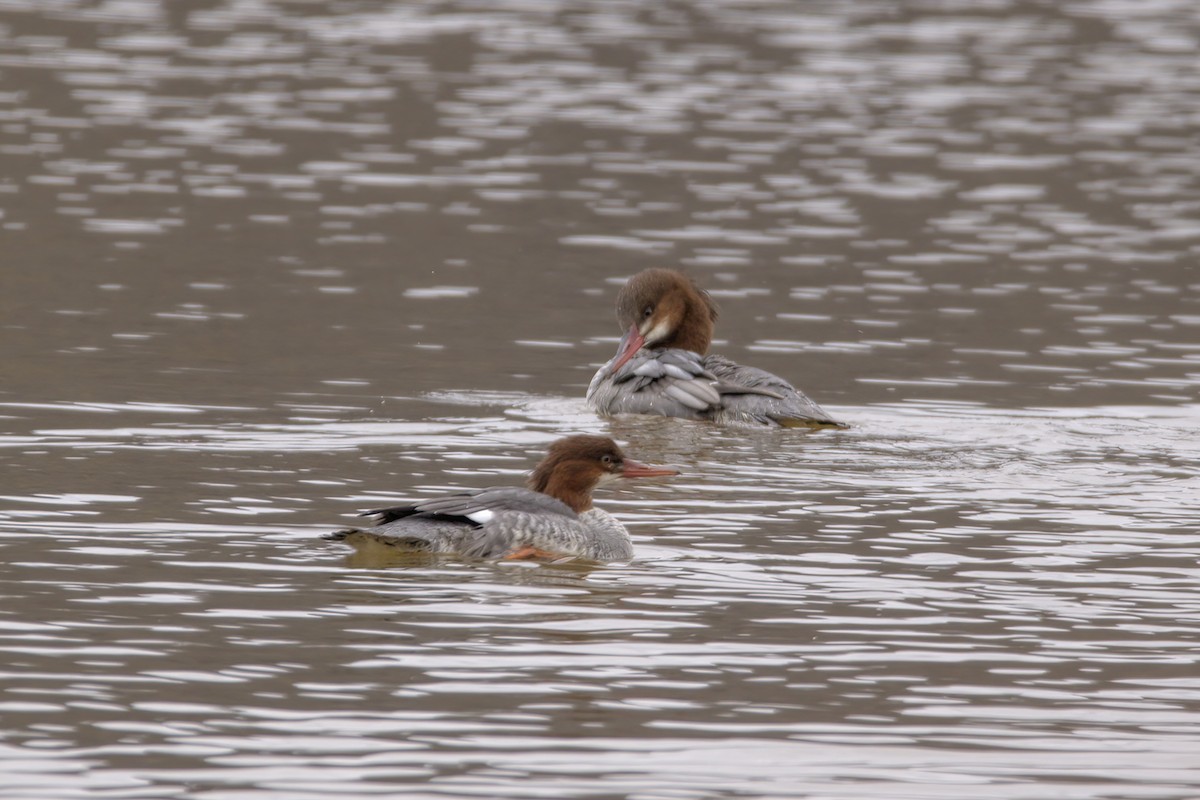 Common Merganser - ML523954531