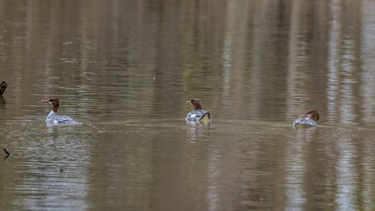 Common Merganser - Justin Kolakowski