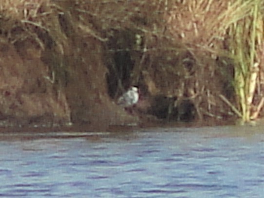 Red-necked Phalarope - ML523957461