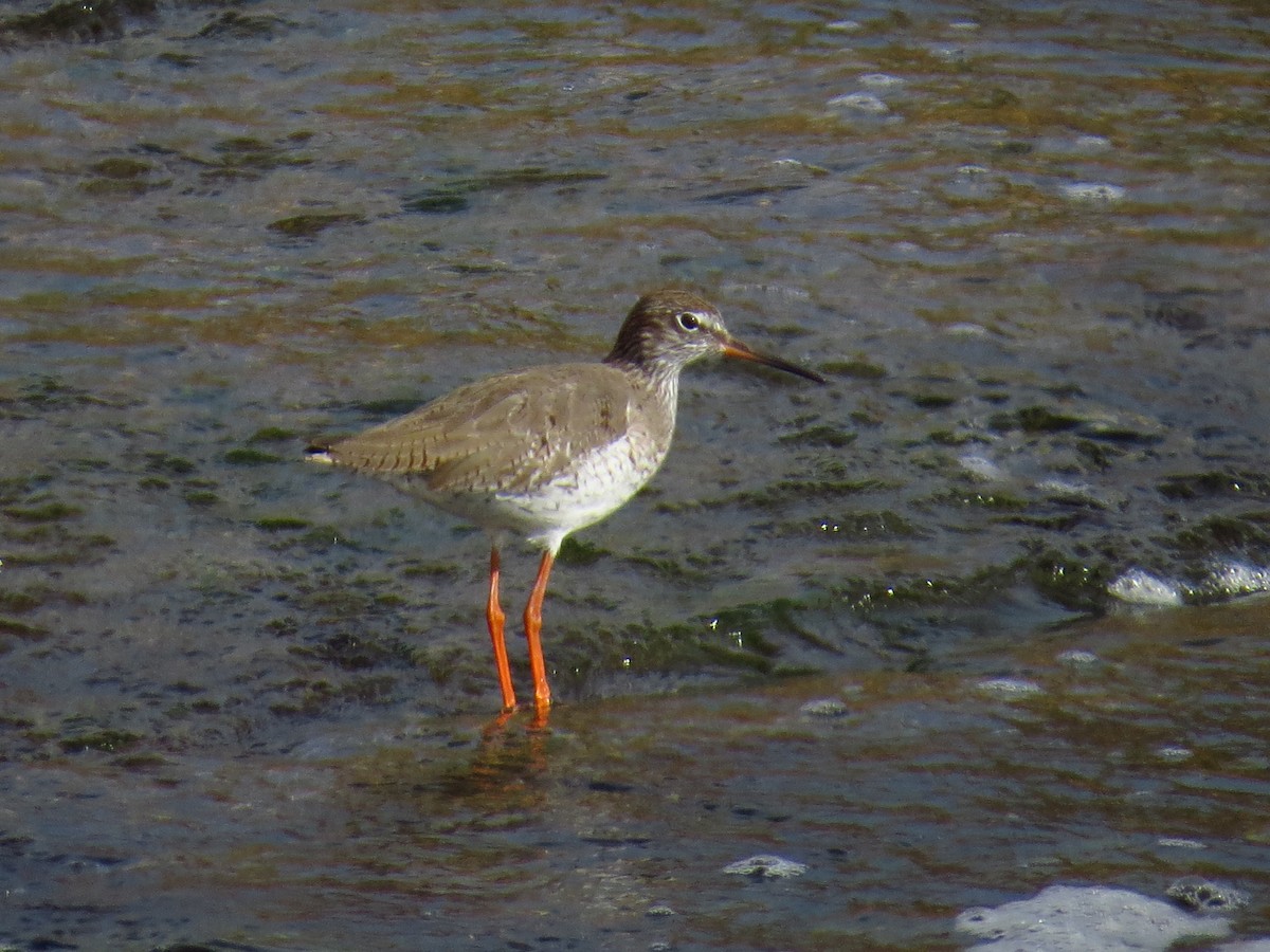 Common Redshank - ML523958221