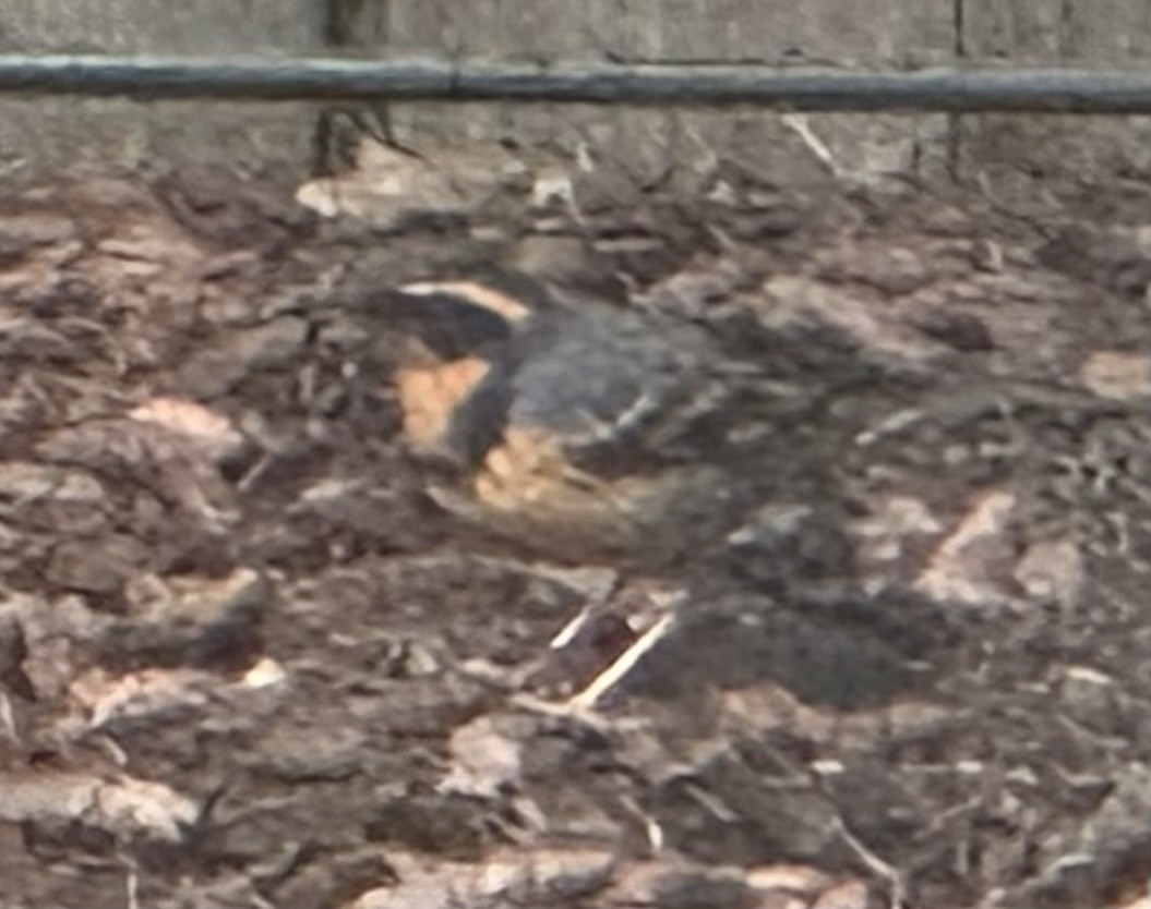 Varied Thrush - ML523959111