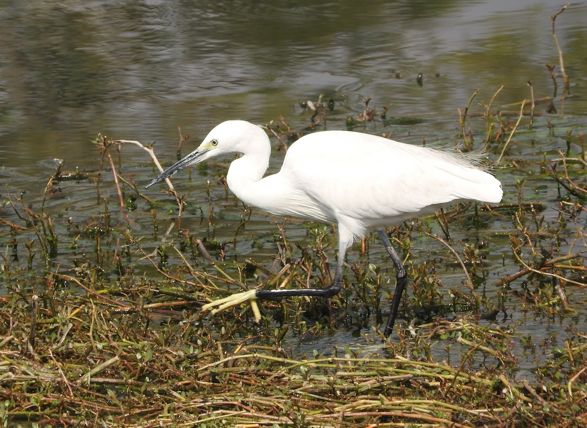 Little Egret - Sandy Gayasih