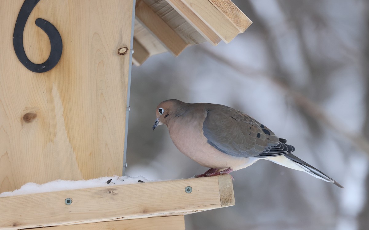 Mourning Dove - Claire Dumont