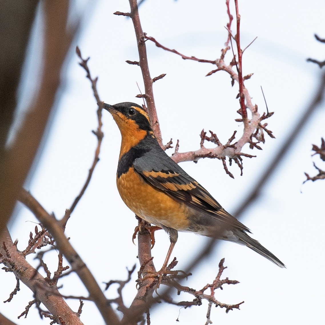 Varied Thrush - ML523962171