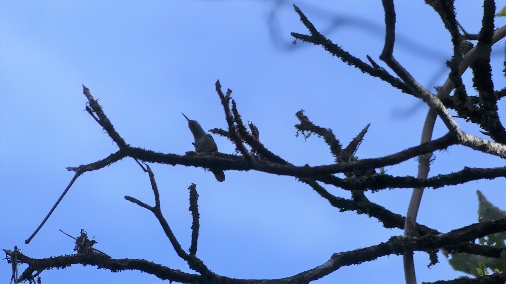 Scaly-breasted Hummingbird (Cuvier's) - Terry van Niekerk