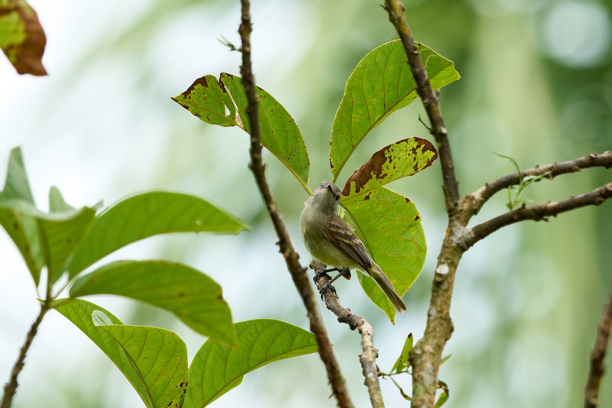 Yellow-bellied Elaenia - Luis Salazar Vargas