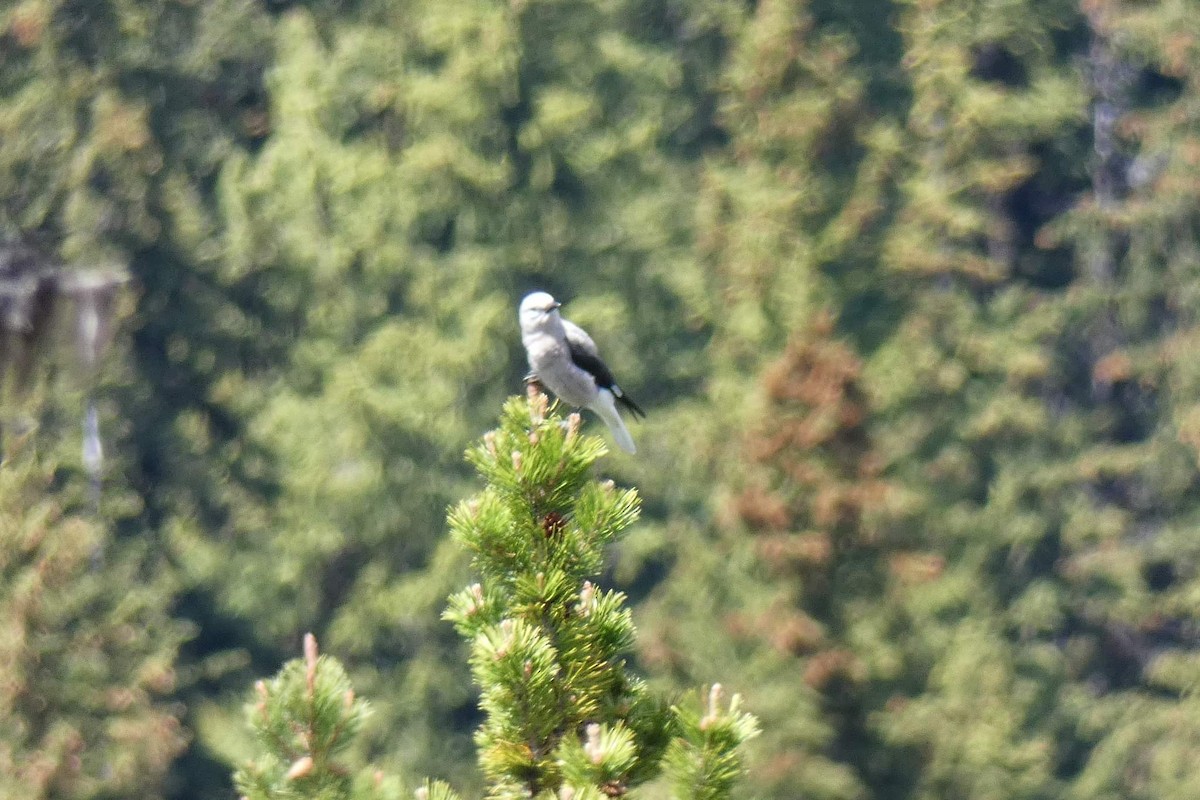 Clark's Nutcracker - Rhonda Langelaan