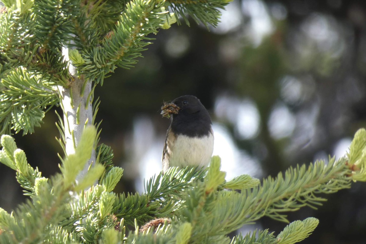 Dark-eyed Junco - Rhonda Langelaan