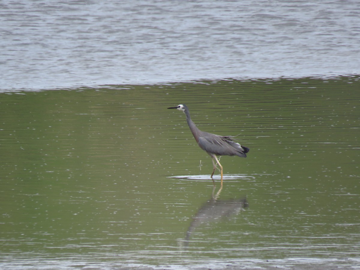 White-faced Heron - Ken Orich