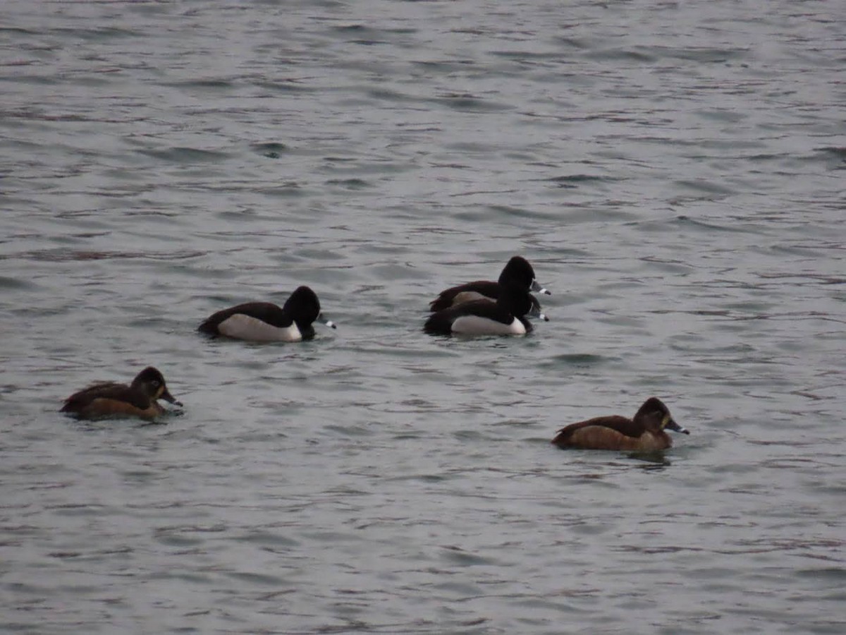 Ring-necked Duck - ML523964381